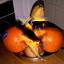 A banana and two oranges are placed in a bowl..jpg
